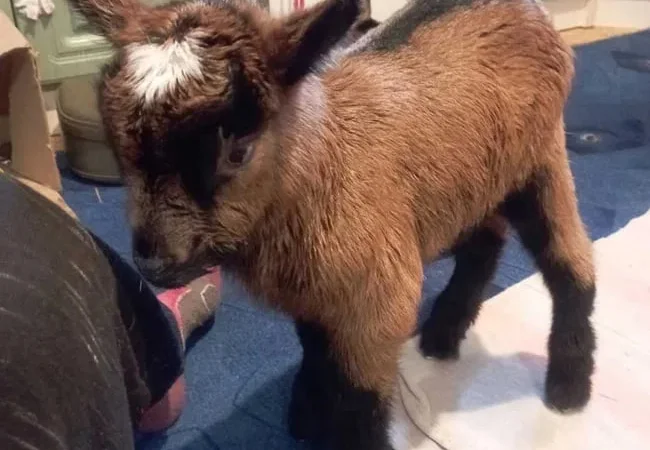 Продаються козлята альпійської лінії - фото № 1