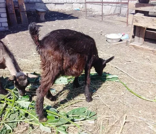 Продаж козлят альпійської породи - фото № 1