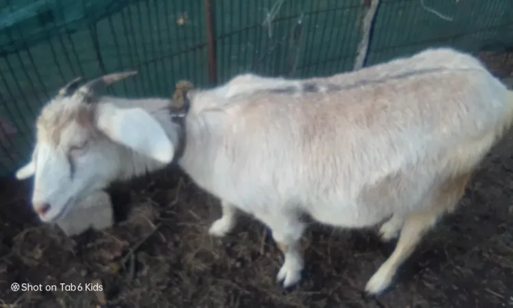 Продаж двох козочок: альпійсько-зааненська та зааненська - фото № 1