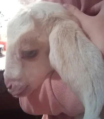 Продаються нубійські козенята - фото № 1