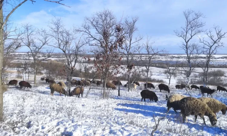 Продажа овец и баранов - фото № 1