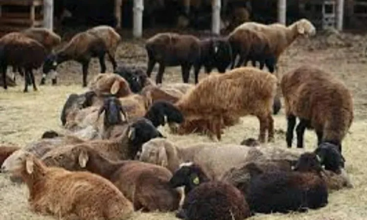 Продаж курдючних овець та баранів для розведення - фото № 1