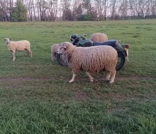 Продам баранов Асканийцы - фото № 1