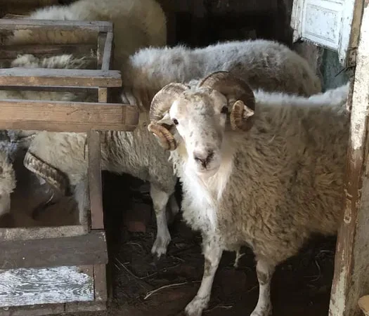 Продажа баранов на мясо и разведение - фото № 1