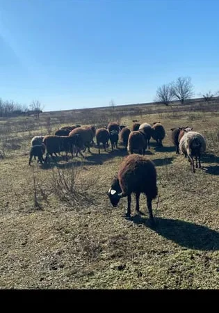 Продажа баранов и полу курдючных овец - фото № 1