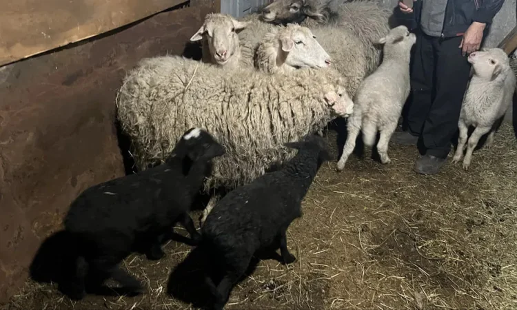 Продажа баранов, овец и ягнят, Харьков - фото № 1