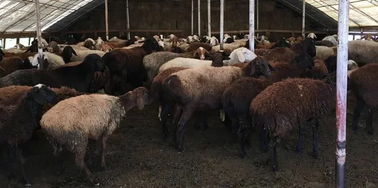 Продажа баранов и валухов - фото № 1