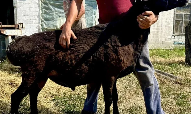 Продажа племенного барана Гиссарской породы - фото № 1