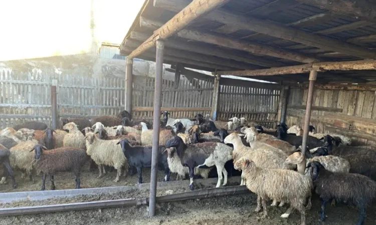 Продажа курдючных баранов на мясо и разведение - фото № 1