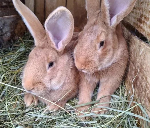 Продаж кроликів Полтавське срібло та Бургундія - фото № 1
