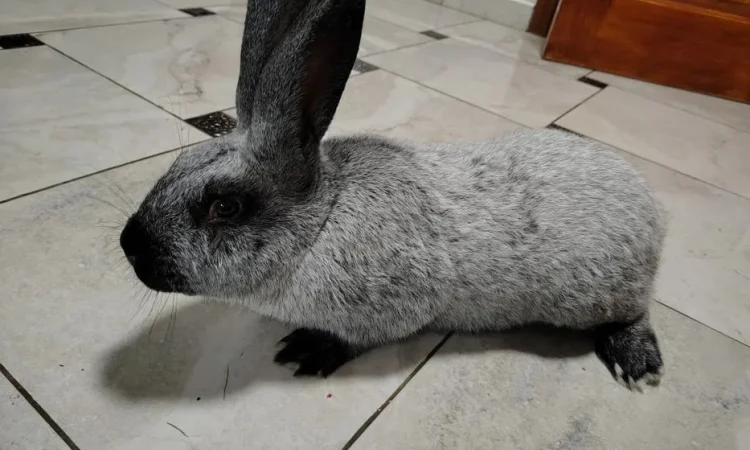 Продаж молодняку кролів породи Полтавське Срібло - фото № 1