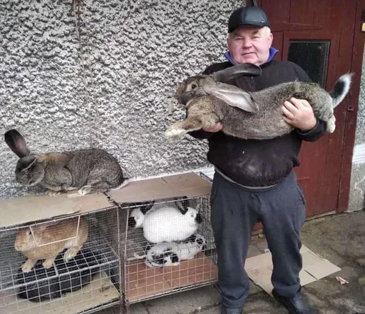 Продаж кролів та кроленят різного віку, 8 порід - фото № 1