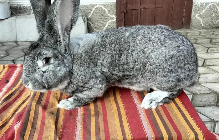 Продаж кроликів різних порід та віку - фото № 1