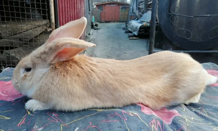 Продаж кролів та кроленят різних порід - фото № 1