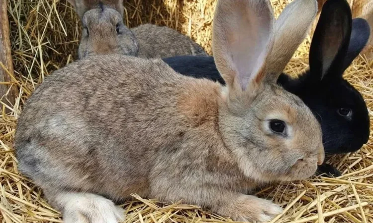 Продаж домашніх кролів для м'яса та розведення - фото № 1