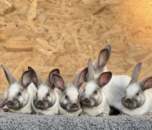 Продаж кролів породи Саландер різного віку - фото № 1