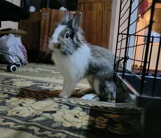 Продаж кролика з кліткою та необхідним приладдям, 5 місяців - фото № 1