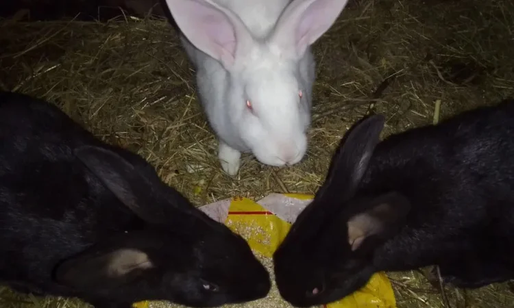 Продаж кролів 5 місяців - фото № 1