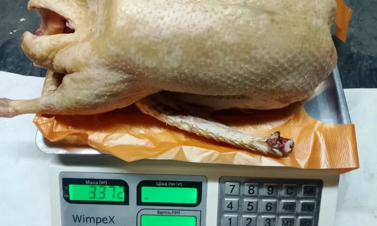 Продажа домашнего мяса гуся и утки, натуральное - фото № 1