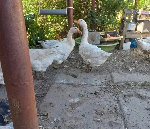 Продаж м’яса домашніх гусей Маму - фото № 1