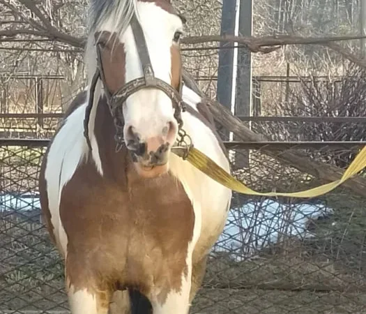 Продаж коней на вибір - фото № 1