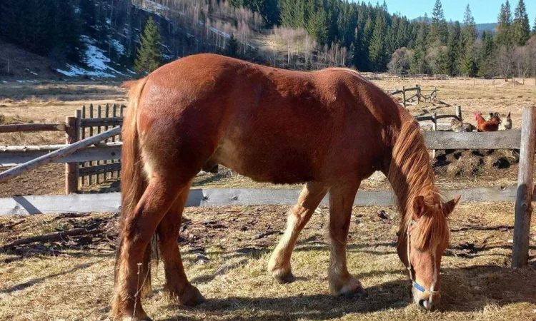 Продаж робочого коня великої породи, 4 роки - фото № 1