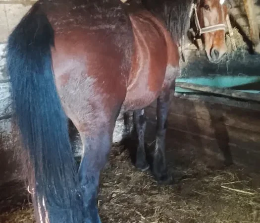 Продаж спокійного робочого коня, підходить для плуга - фото № 1