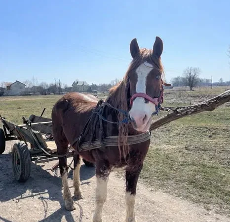 Продаж спокійного та доброго коня 7 років - фото № 1