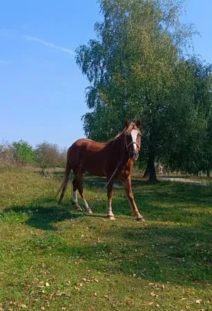 Продаж спокійного коня, працює самостійно - фото № 1