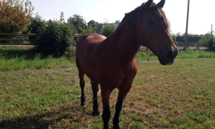Продаж коня з господарства в с. Суємці - фото № 1
