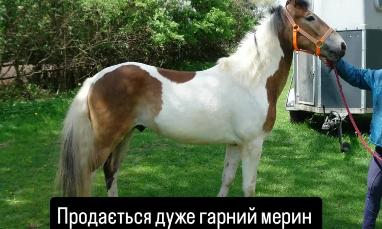 Продається мерин на ім'я Мафін, 2020 року народження - фото № 1