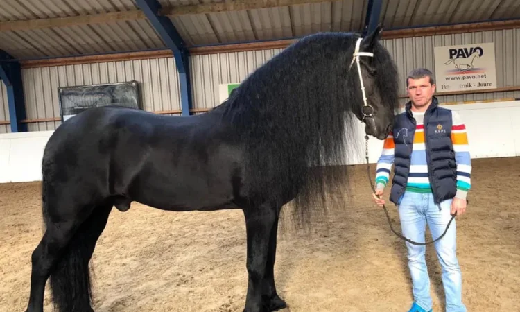 Продаж фризьких коней та лошат - фото № 1