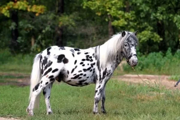 Продаж поні з Нідерландів, рідкісна масть - фото № 1