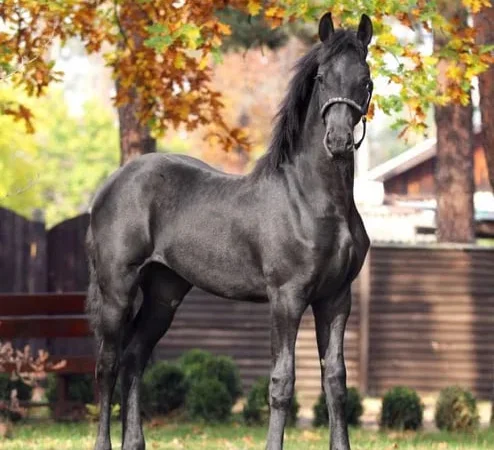 Продаж фризької кобили 1,5 року - фото № 1