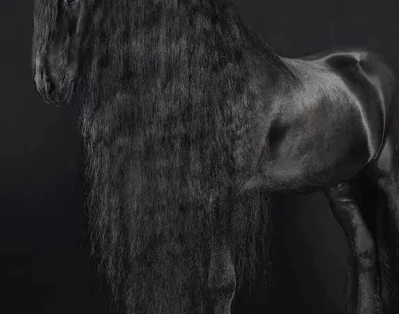 Продаж фризьких коней, жеребці та молодняк - фото № 1