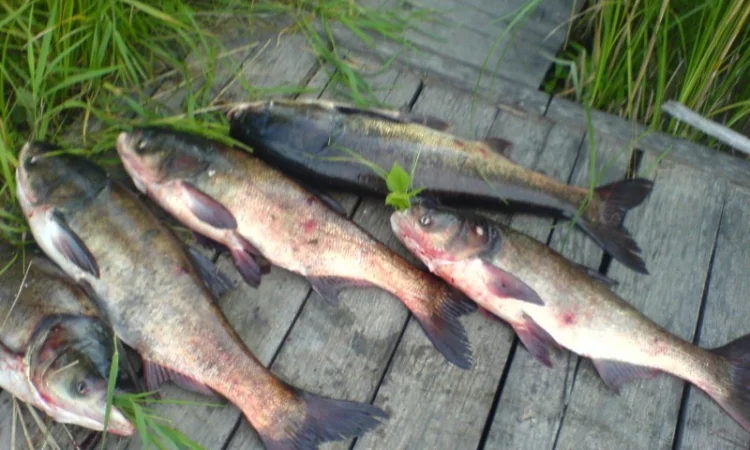 Продается уникальный VIP объект Озеро "Рай" в г. Берегово Закарпатская обл. - фото № 11