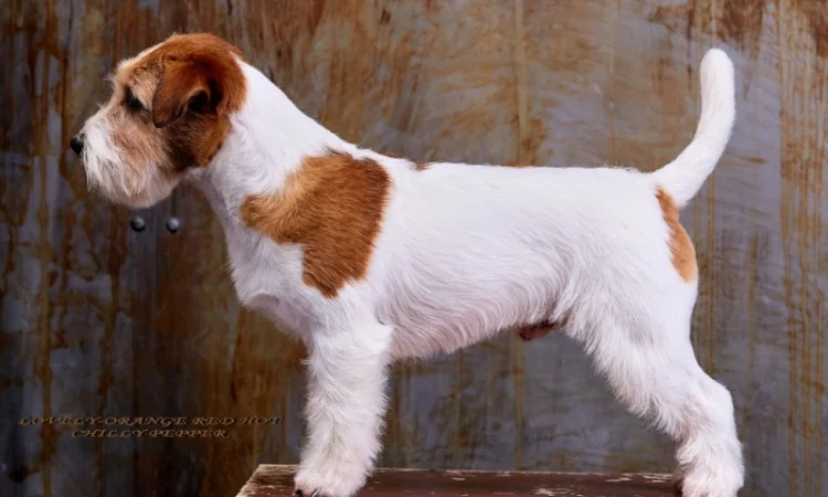 Джек Рассел терьер - кобель Интерчемпион для вязки - фото № 1