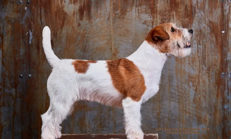 Джек Рассел терьер - кобель Интерчемпион для вязки - фото № 2