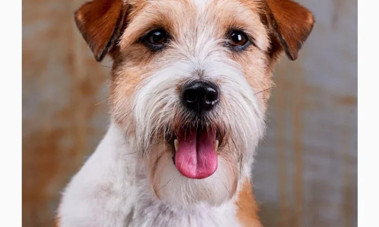 Джек Рассел терьер - кобель Интерчемпион для вязки - фото № 3