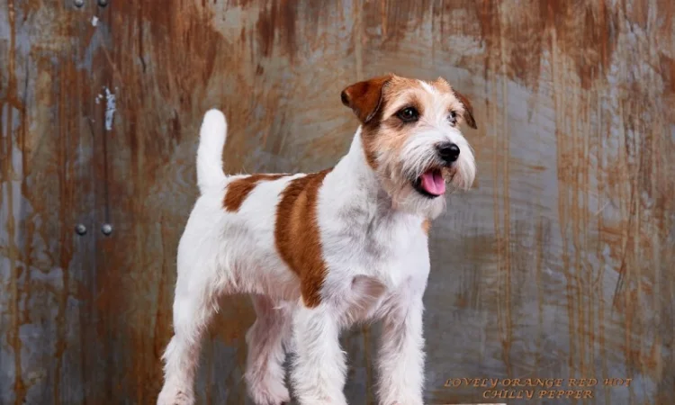 Джек Рассел терьер - кобель Интерчемпион для вязки - фото № 4