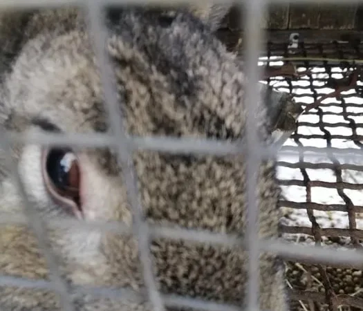 Купить мясо кролика от производителя - фото № 1