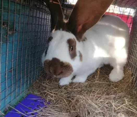 Кролики великани для розведення - фото № 1