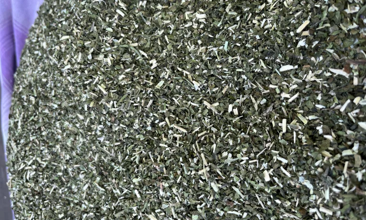 Продам махорку - фото № 2