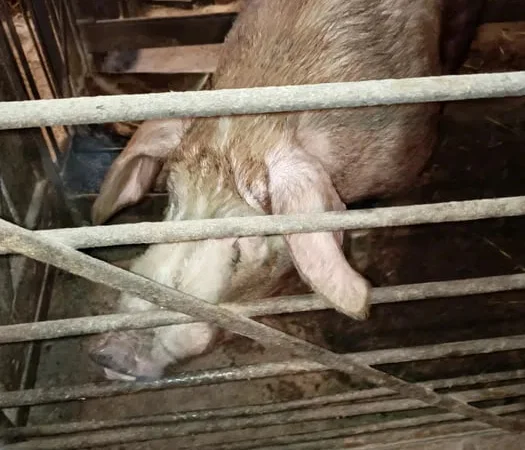 Продам хряка Кантор 2 года - фото № 1