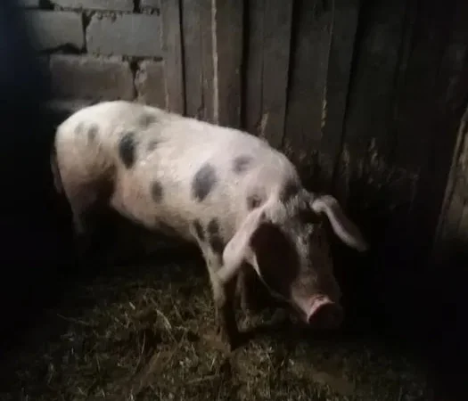 Продам або обміняю молодого кнура - фото № 1