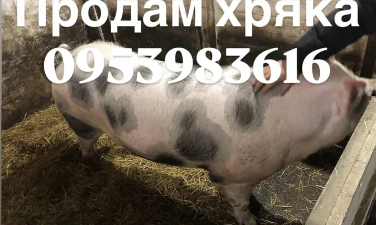 Продам хряка более 300 кг - фото № 1