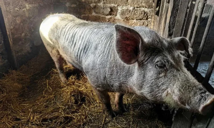 Продам хряка Петрен, крупный - фото № 1