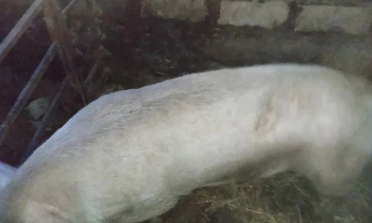 Продам хряка на племя, 2 года - фото № 1