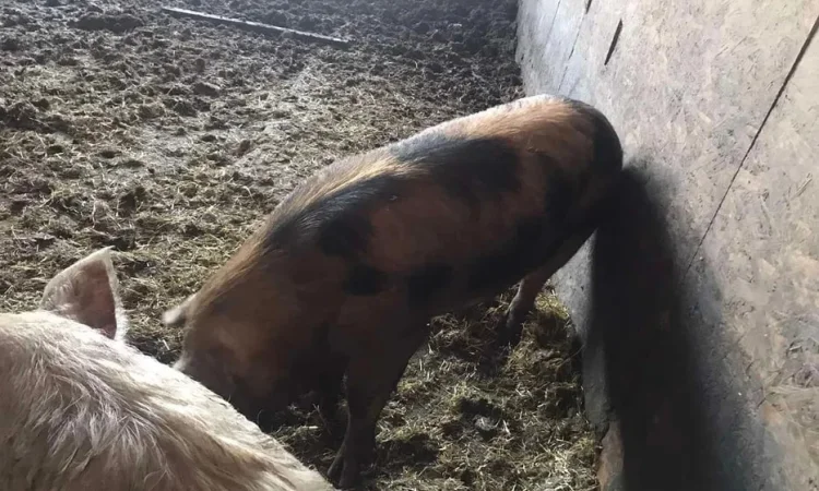 Продам племенного хряка - фото № 1