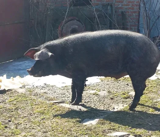 Продам племенного хряка Пьетрен - фото № 1